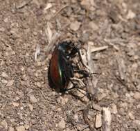 Image of Calosoma (Castrida) rufipenne Dejean 1831