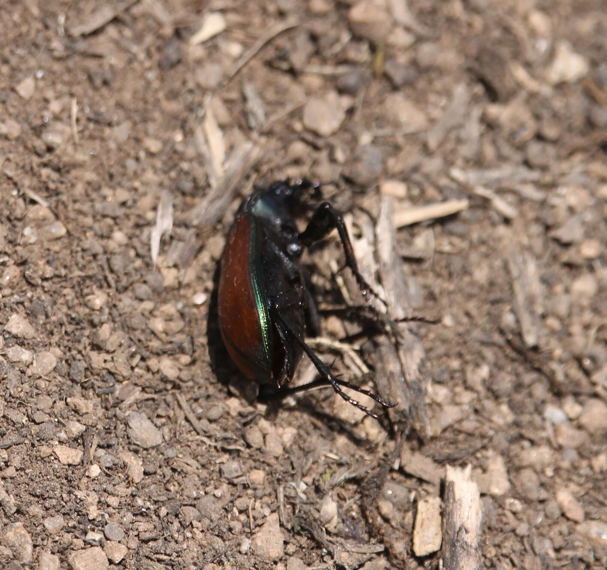 Imagem de Calosoma (Castrida) rufipenne Dejean 1831