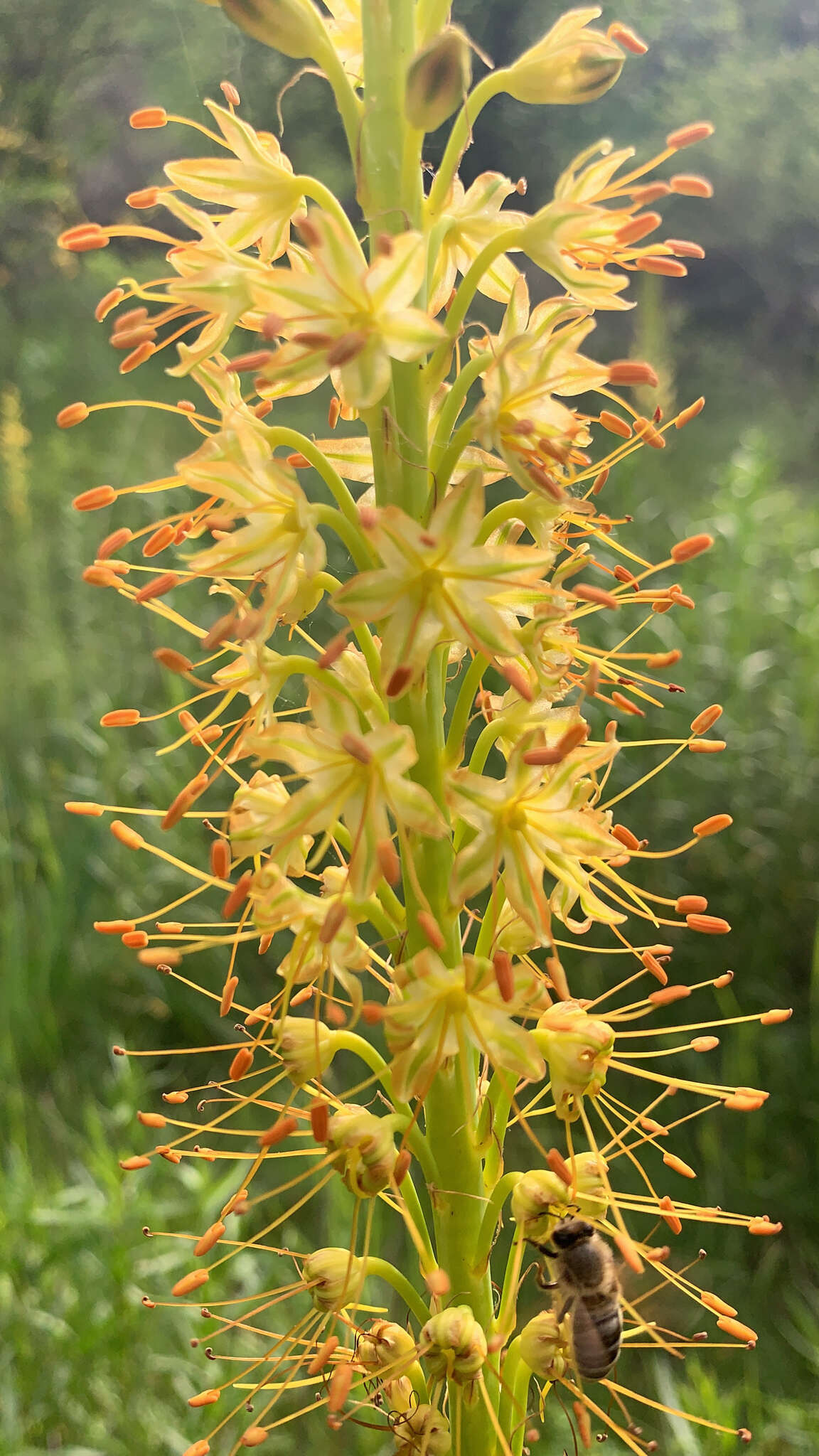 Image of Eremurus fuscus (O. Fedtsch.) Vved.