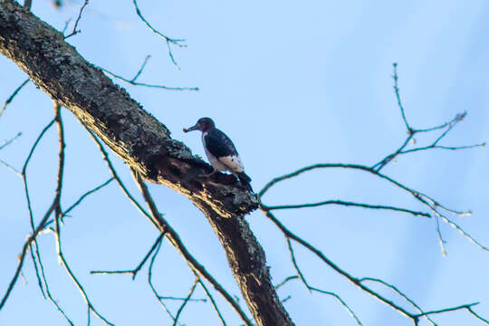 Image of Red-headed Woodpecker