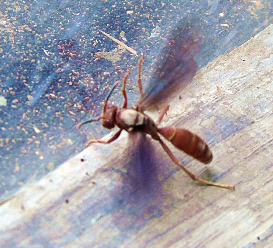 Image of Polistes veracrucis Richards 1978