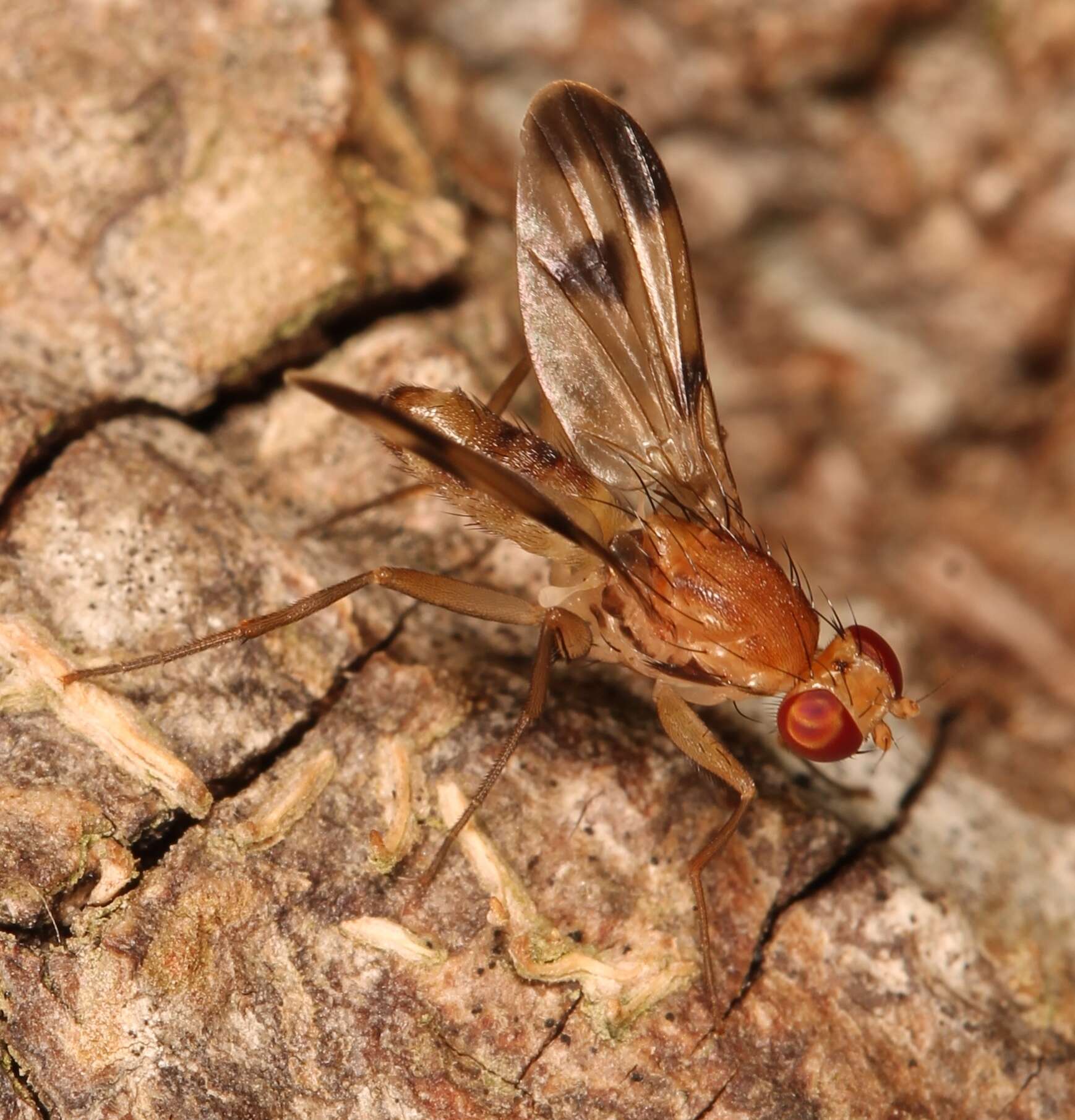 Image of Clusia tigrina Fallen 1820