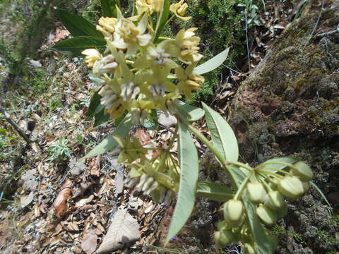 Image of Engelmann's milkweed