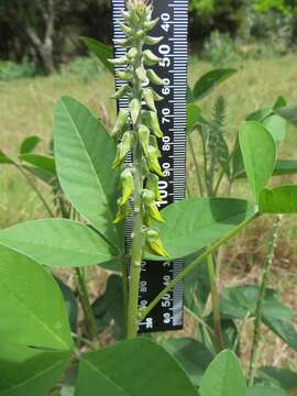 صورة Crotalaria pallida var. pallida