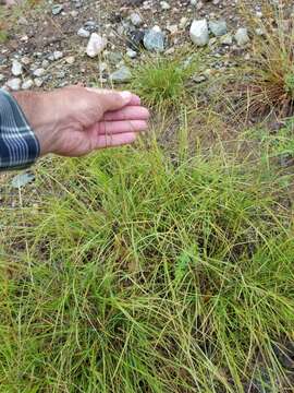 Image of flattened oatgrass