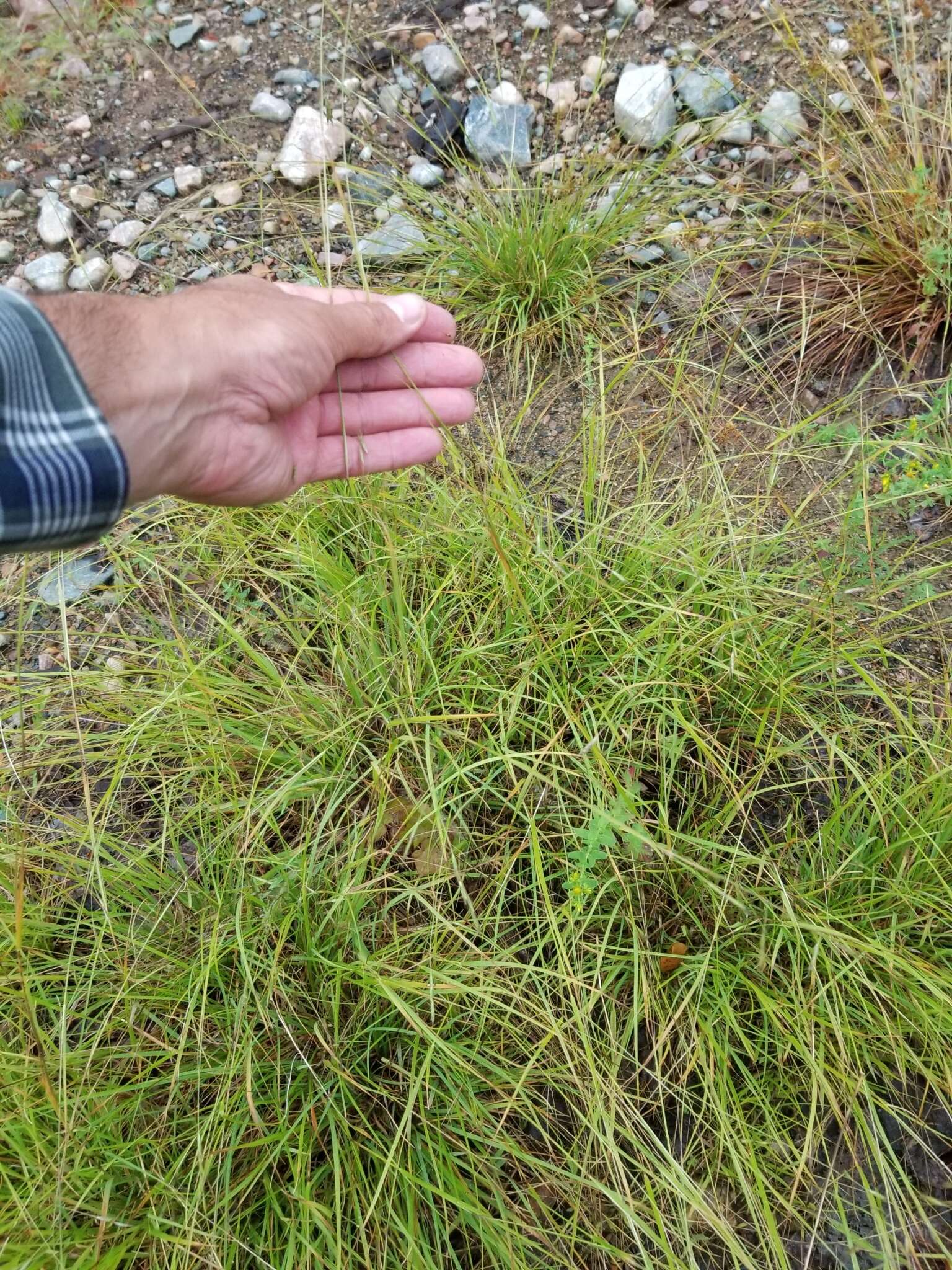 Image of flattened oatgrass