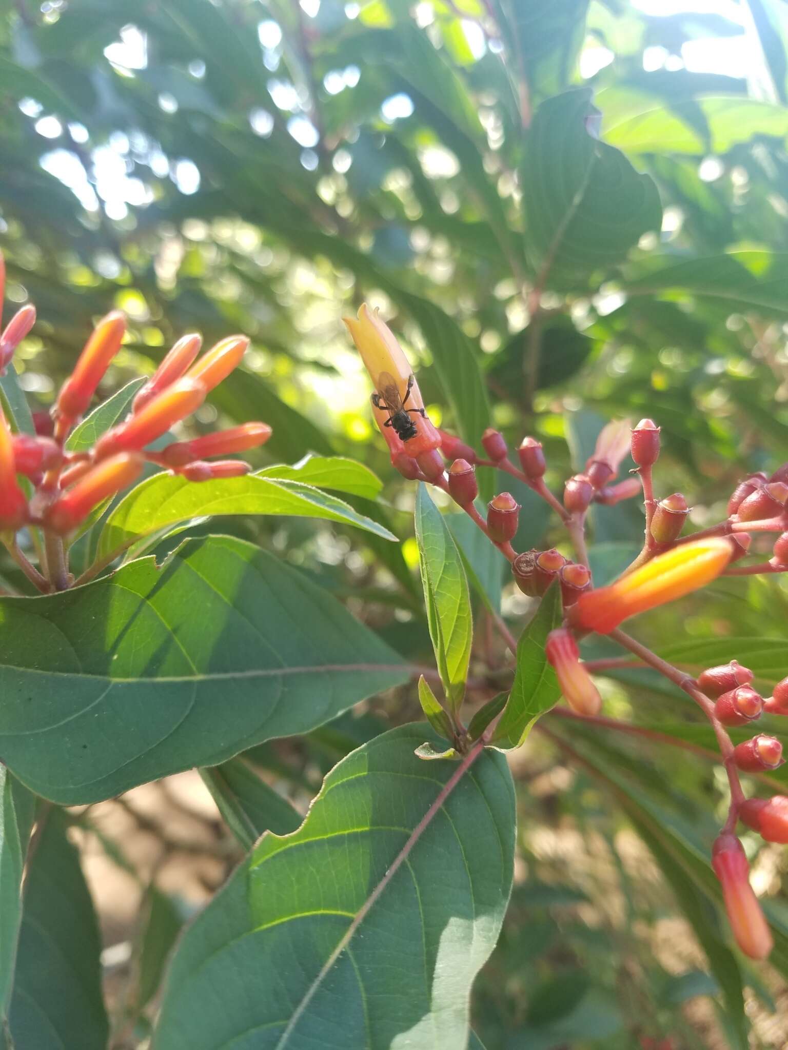 Image of Fox-colored Stingless Bee