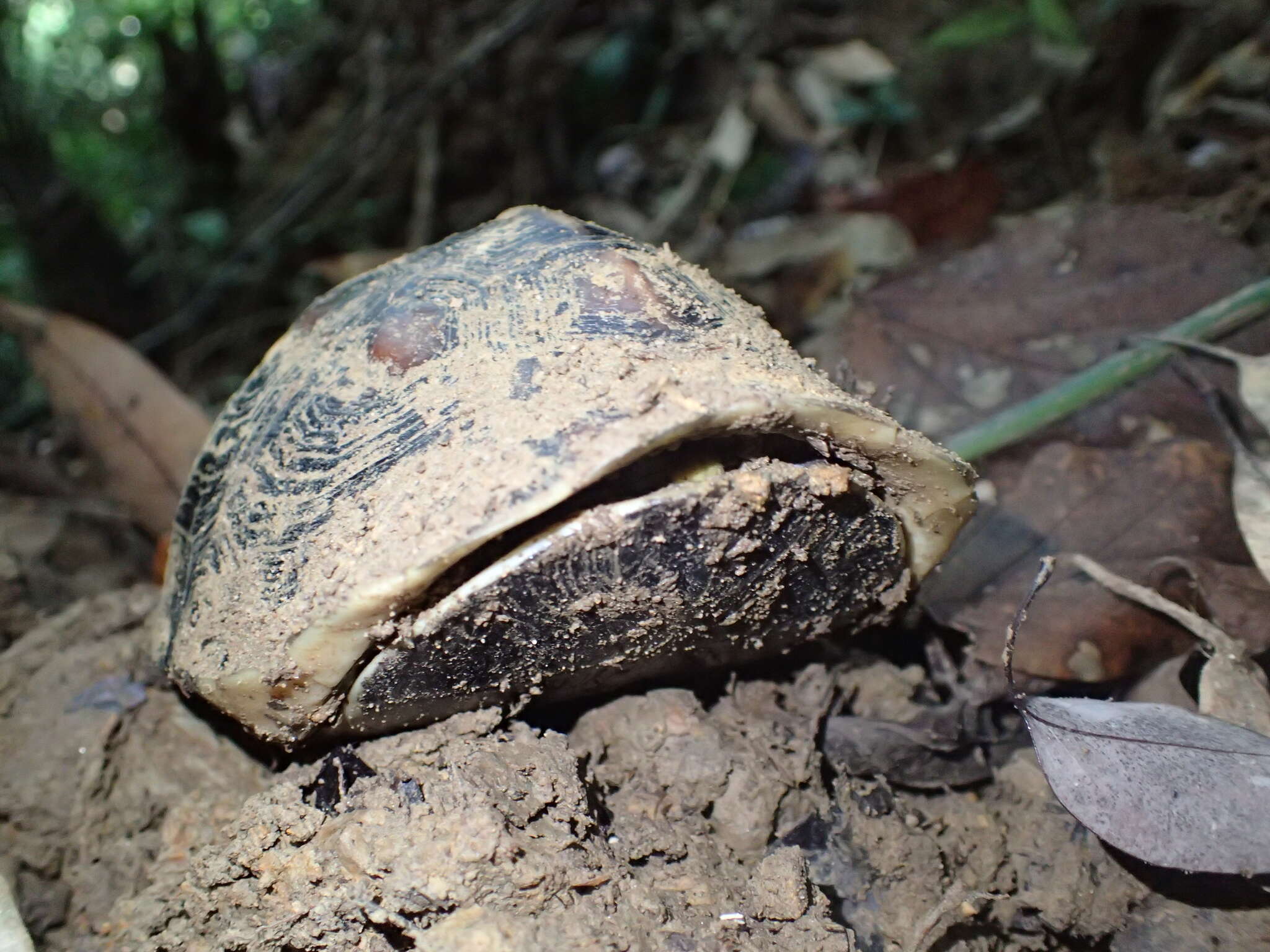 Image of Cuora flavomarginata evelynae Ernst & Lovich 1990