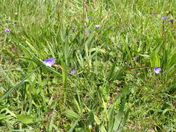 Imagem de Aristea ensifolia J. Muir