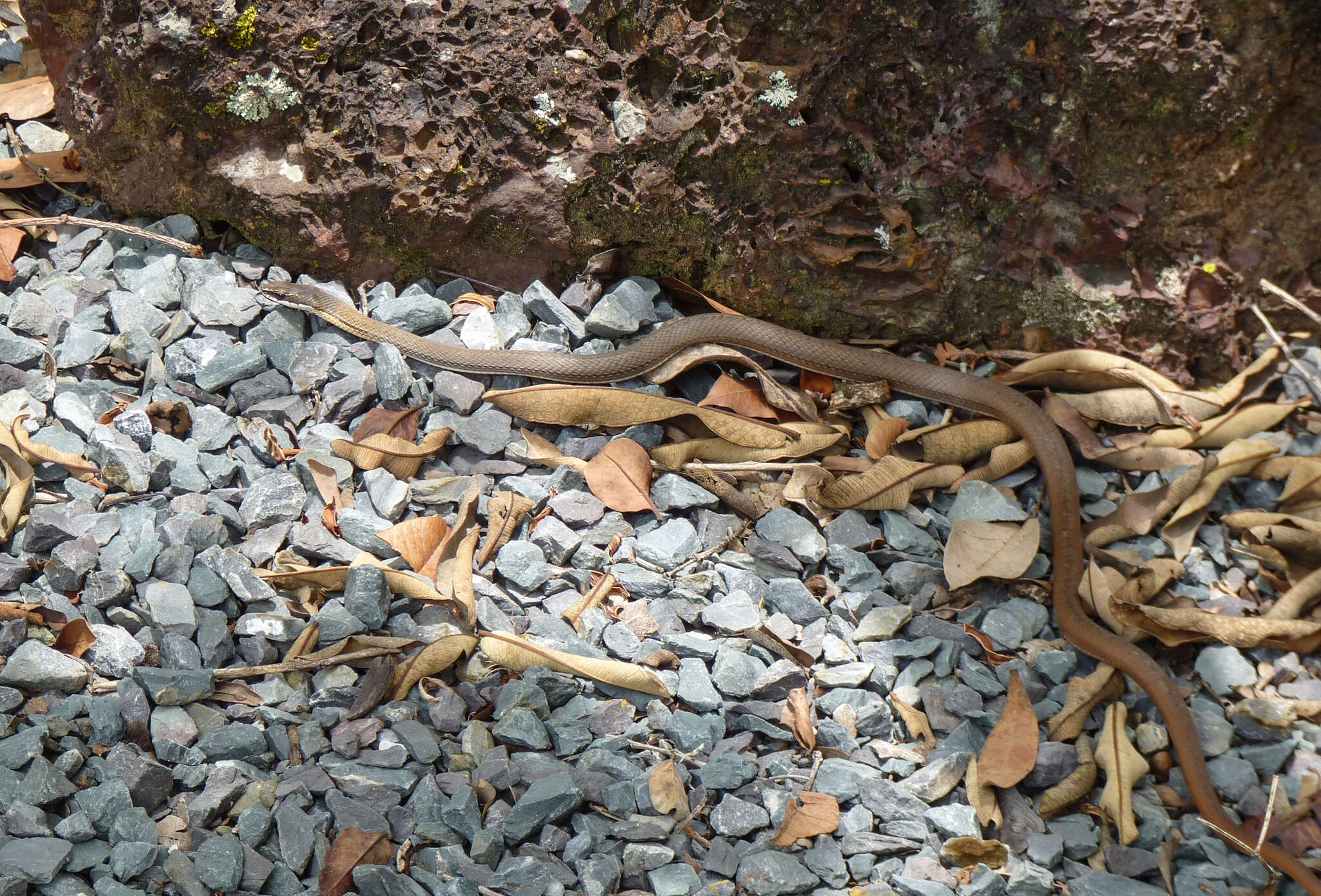 Image of Paraguay Green Racer