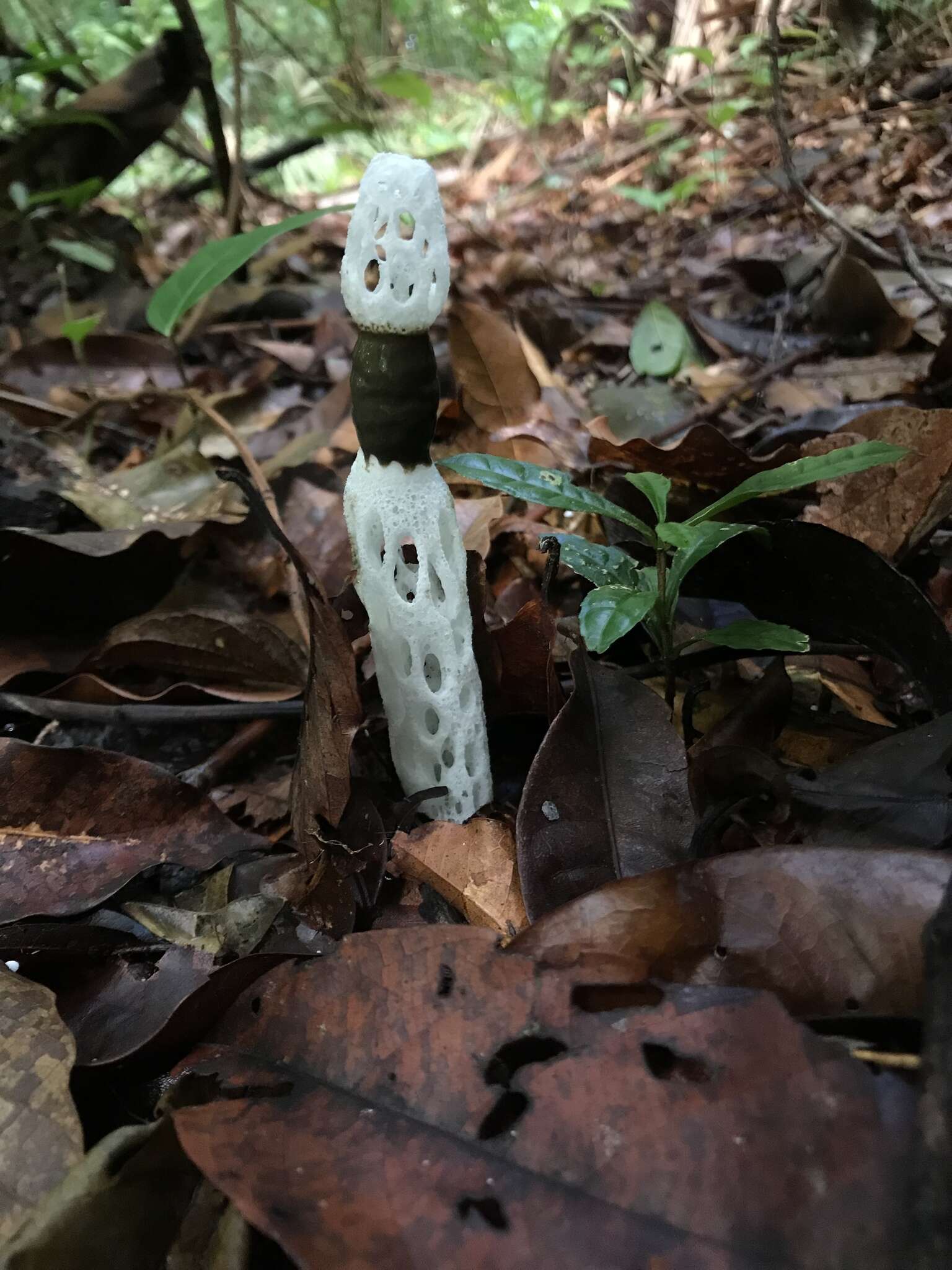 Image of Staheliomyces