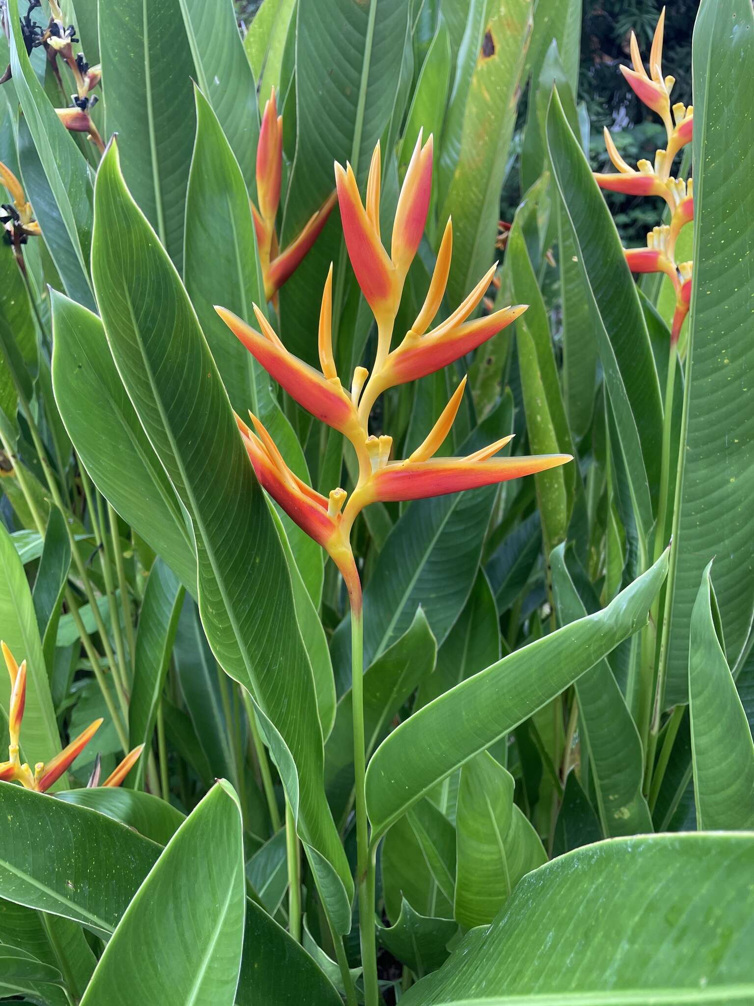 Image of Heliconia nickeriensis Maas & de Rooij