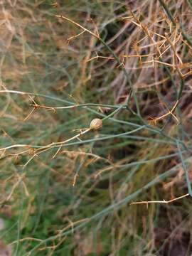 Imagem de Gymnophyton isatidicarpum (DC.) Mathias & Constance