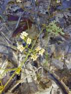 Image of pineland nailwort