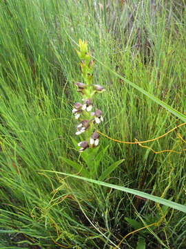 Image of Disa cornuta (L.) Sw.