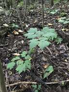 Image of Appalachian bugbane