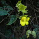 Image of Calceolaria pedunculata U. Molau