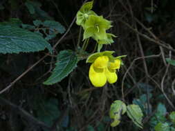 Plancia ëd Calceolaria pedunculata U. Molau