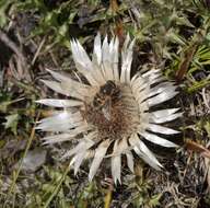 Plancia ëd Carlina acaulis subsp. acaulis