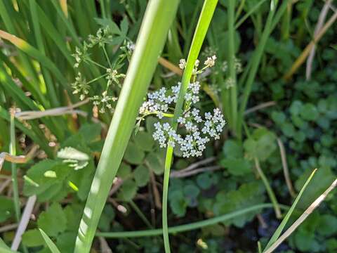 Berula erecta subsp. erecta resmi