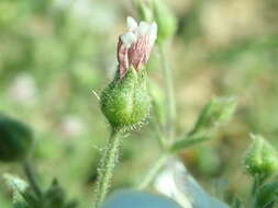 Plancia ëd Heterochroa desertorum Bunge