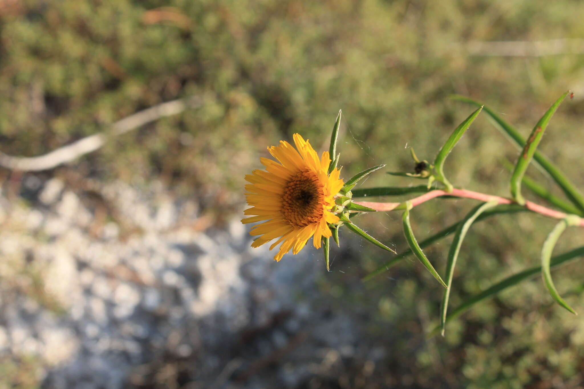 Imagem de Pentanema ensifolium (L.) D. Gut. Larr., Santos-Vicente, Anderb., E. Rico & M. M. Mart. Ort.