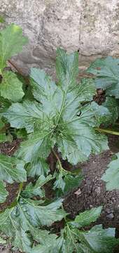 Image of Acanthus mollis subsp. platyphyllus Murb.