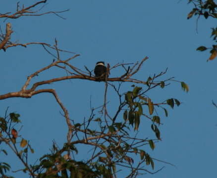 Image of White-necked Puffbird