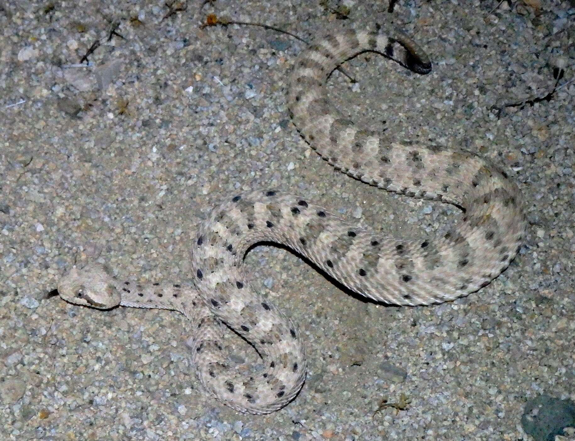 Image of Sidewinder Rattlesnake