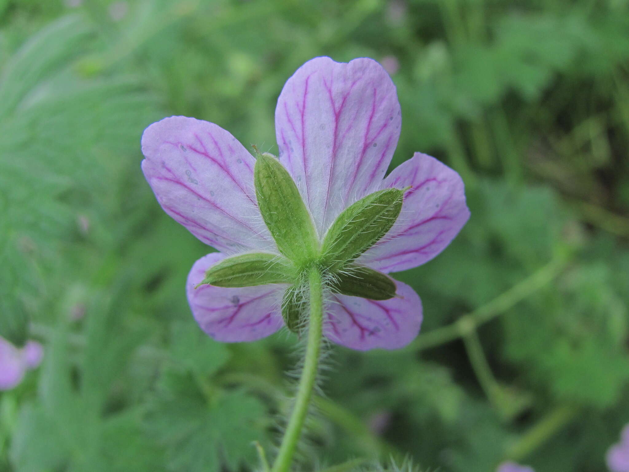 Image of Geranium albanum M. Bieb.