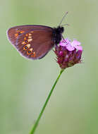 Image of Almond-eyed Ringlet