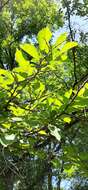 Sivun Ulmus davidiana var. japonica (Rehd.) Nakai kuva