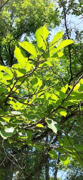 Image of Japanese elm