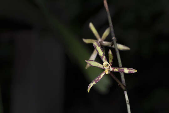 Image of Arachnis labrosa (Lindl. & Paxton) Rchb. fil.