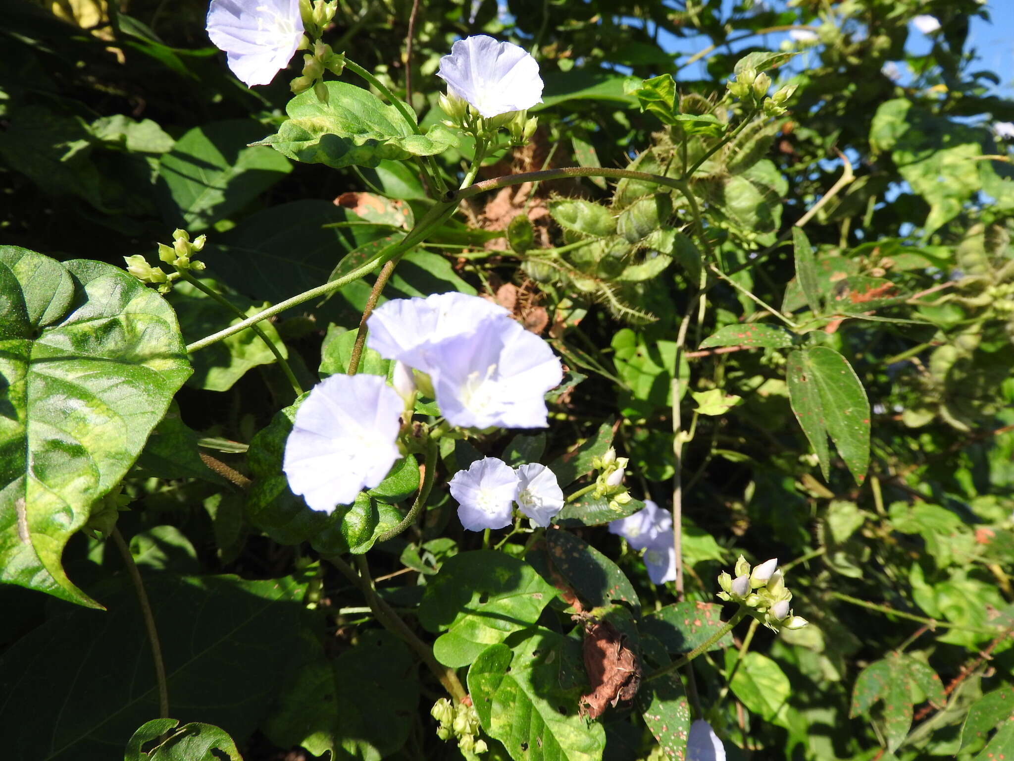 Image of Jacquemontia oaxacana (Meisn.) Hall. fil.