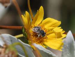 Image of Anthophora curta Provancher 1895