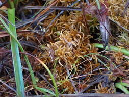 Image de <i>Sphagnum miyabeanum</i>