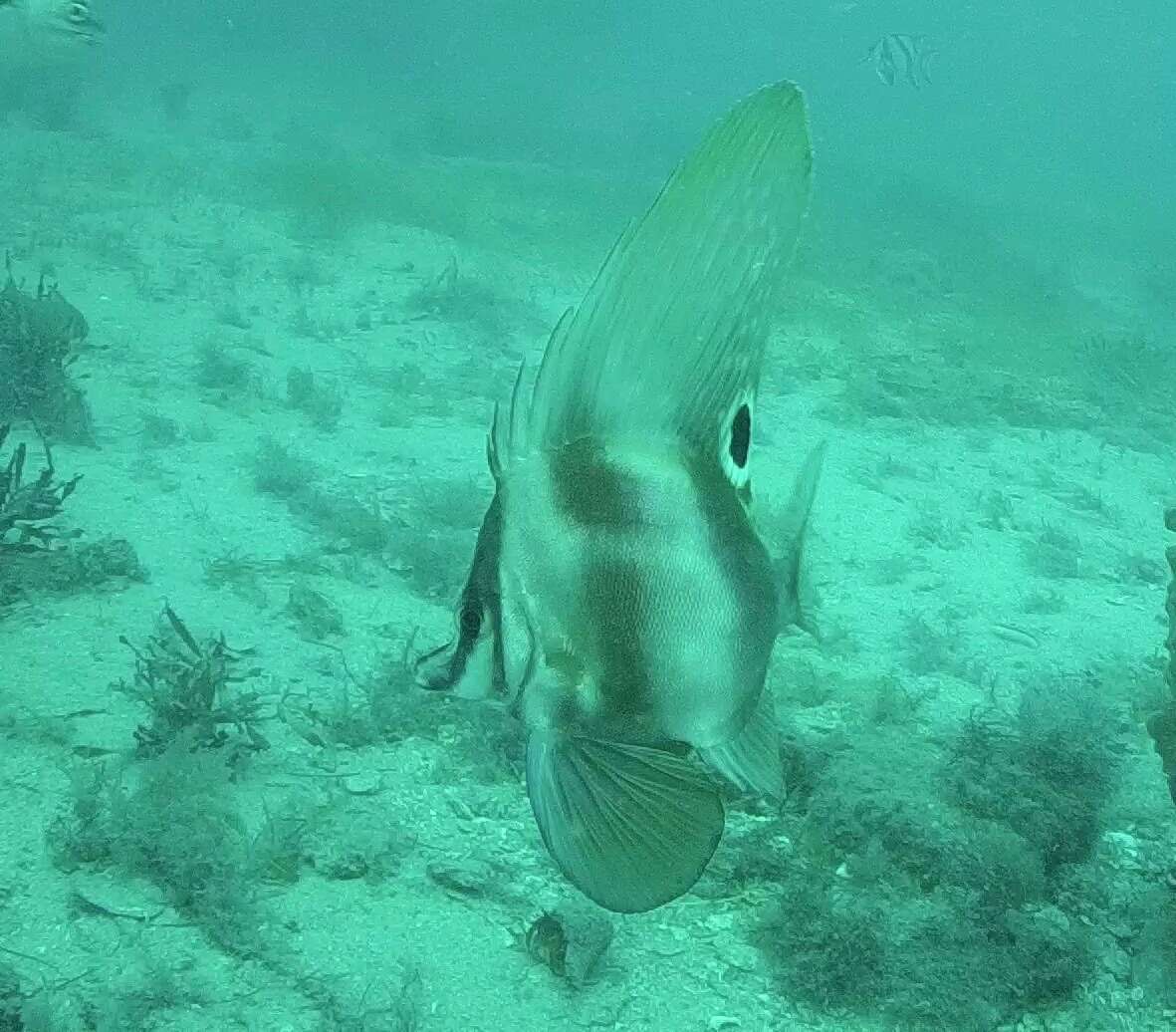 Image of Hutchin&#39;s boarfish