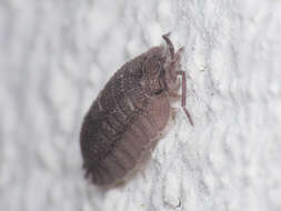 Image of Armadillidium peraccae Tua 1900