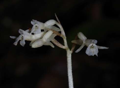 Image of Degranvillea dermaptera Determann