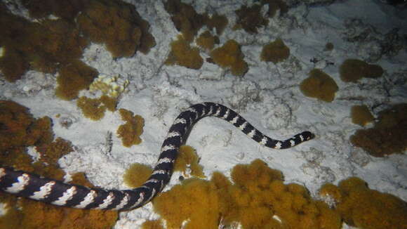 Image of Turtlehead Sea Snakes