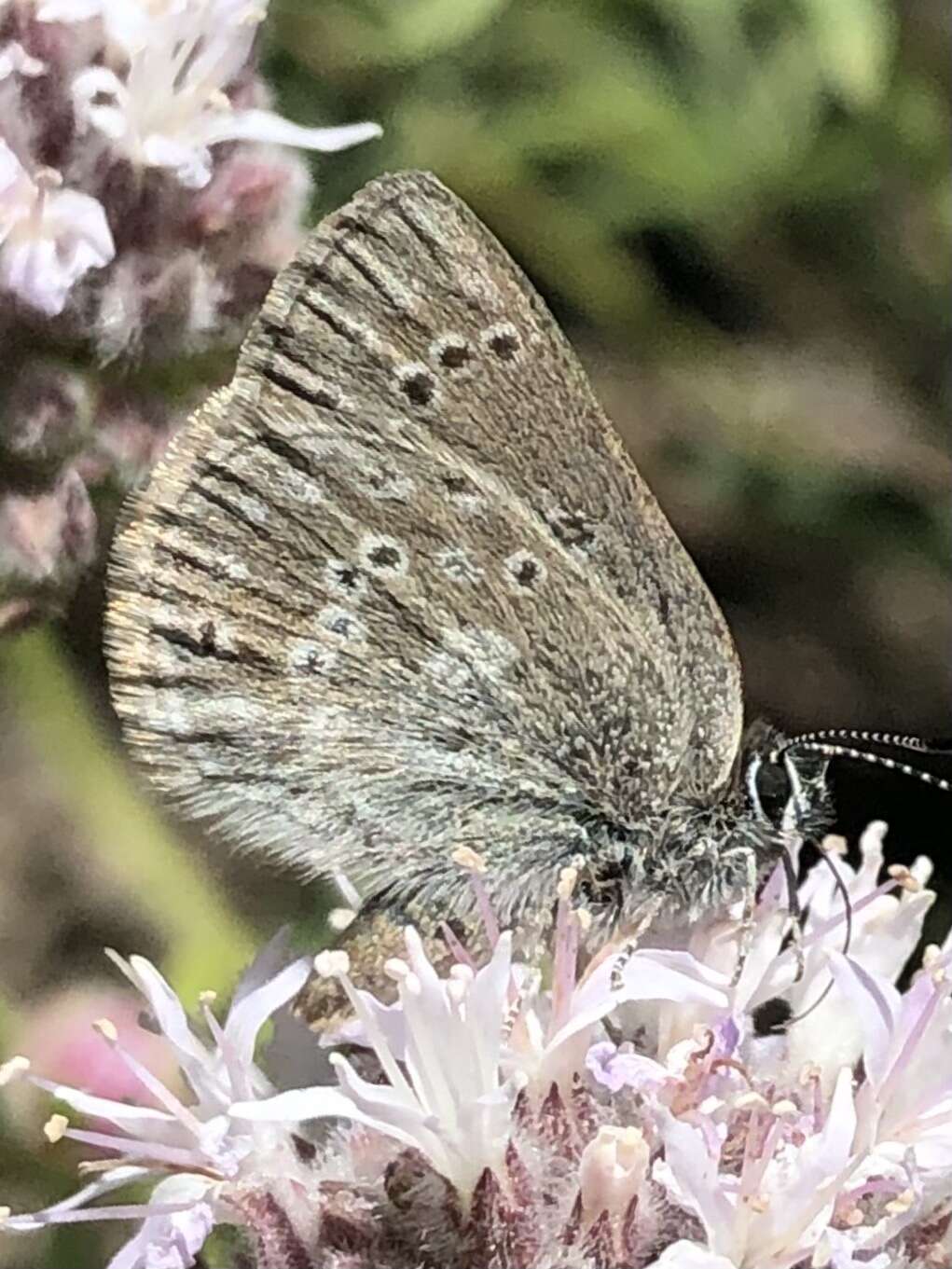 Image of Satyrium fuliginosa (Edwards 1861)