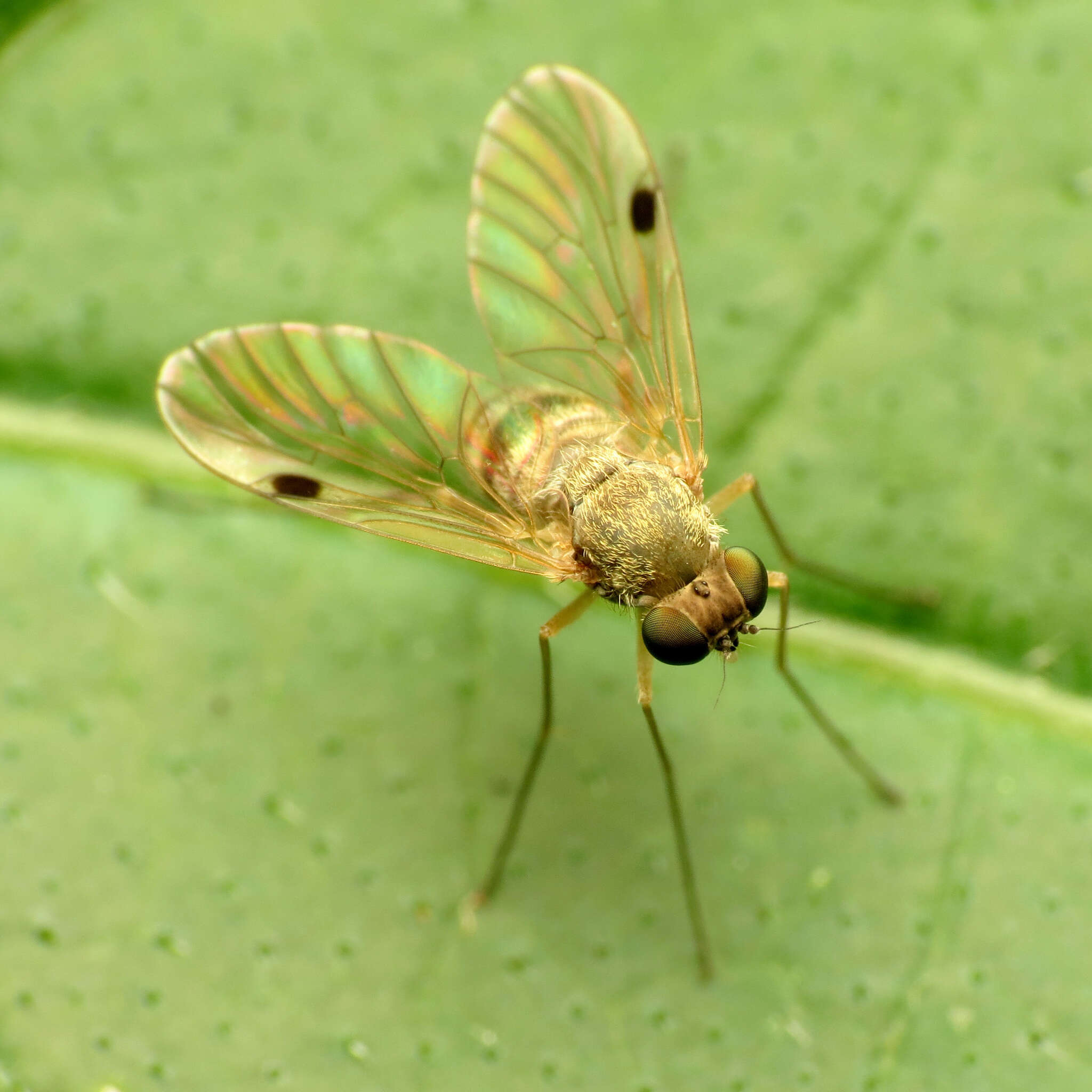 Image of Chrysopilus modestus Loew 1872