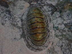 Image of West Indian green chiton