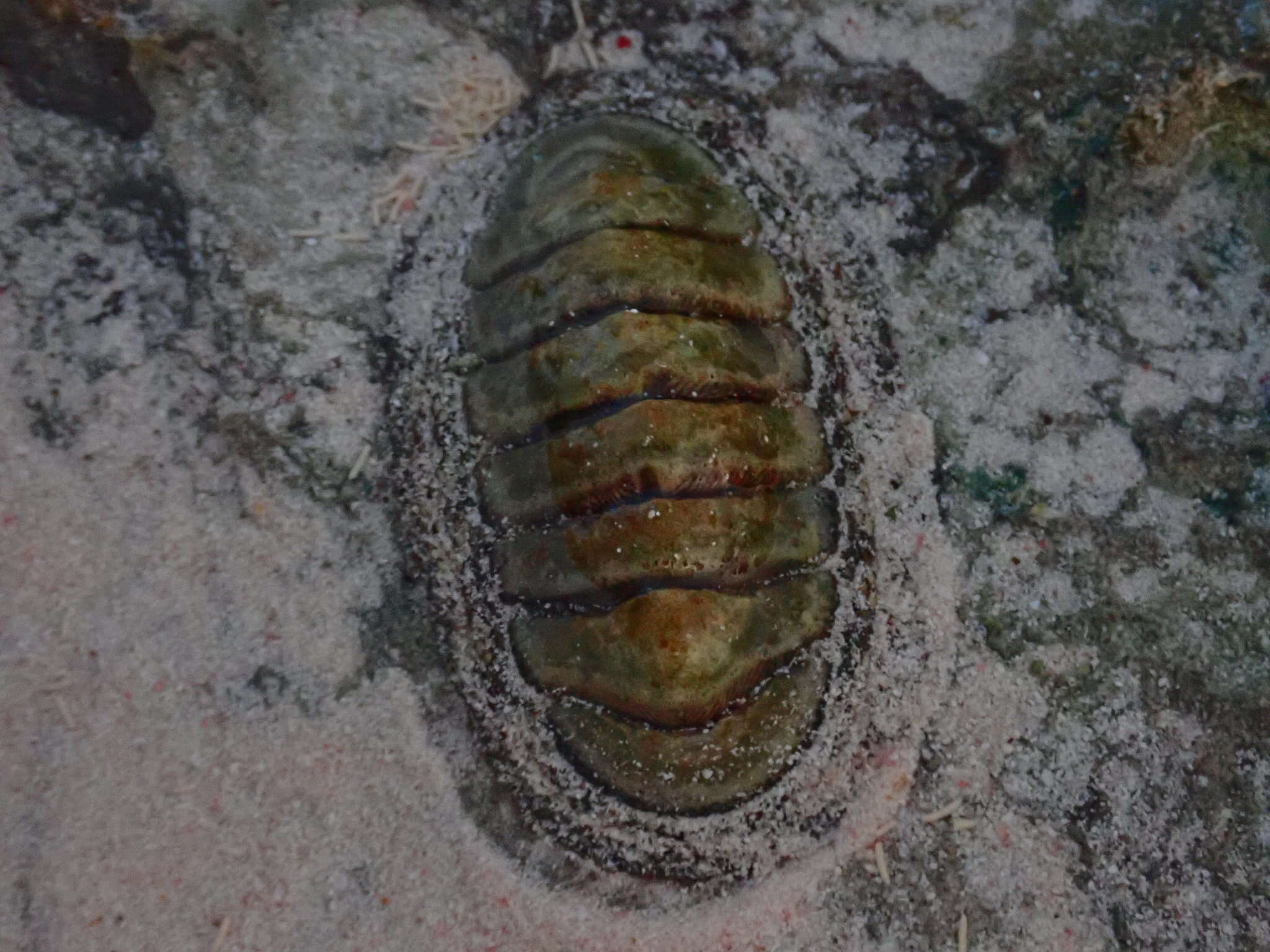 Image of West Indian green chiton