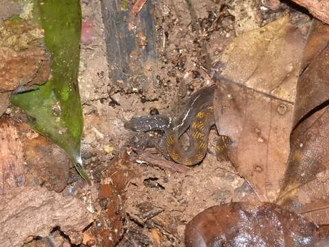 Image of Red-bellied Keelback