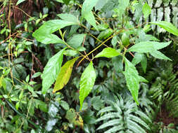 Image of Callicarpa randaiensis Hayata