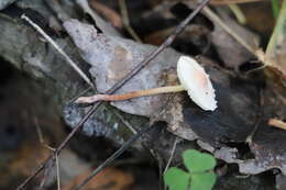 Image of Cystolepiota seminuda (Lasch) Bon 1976