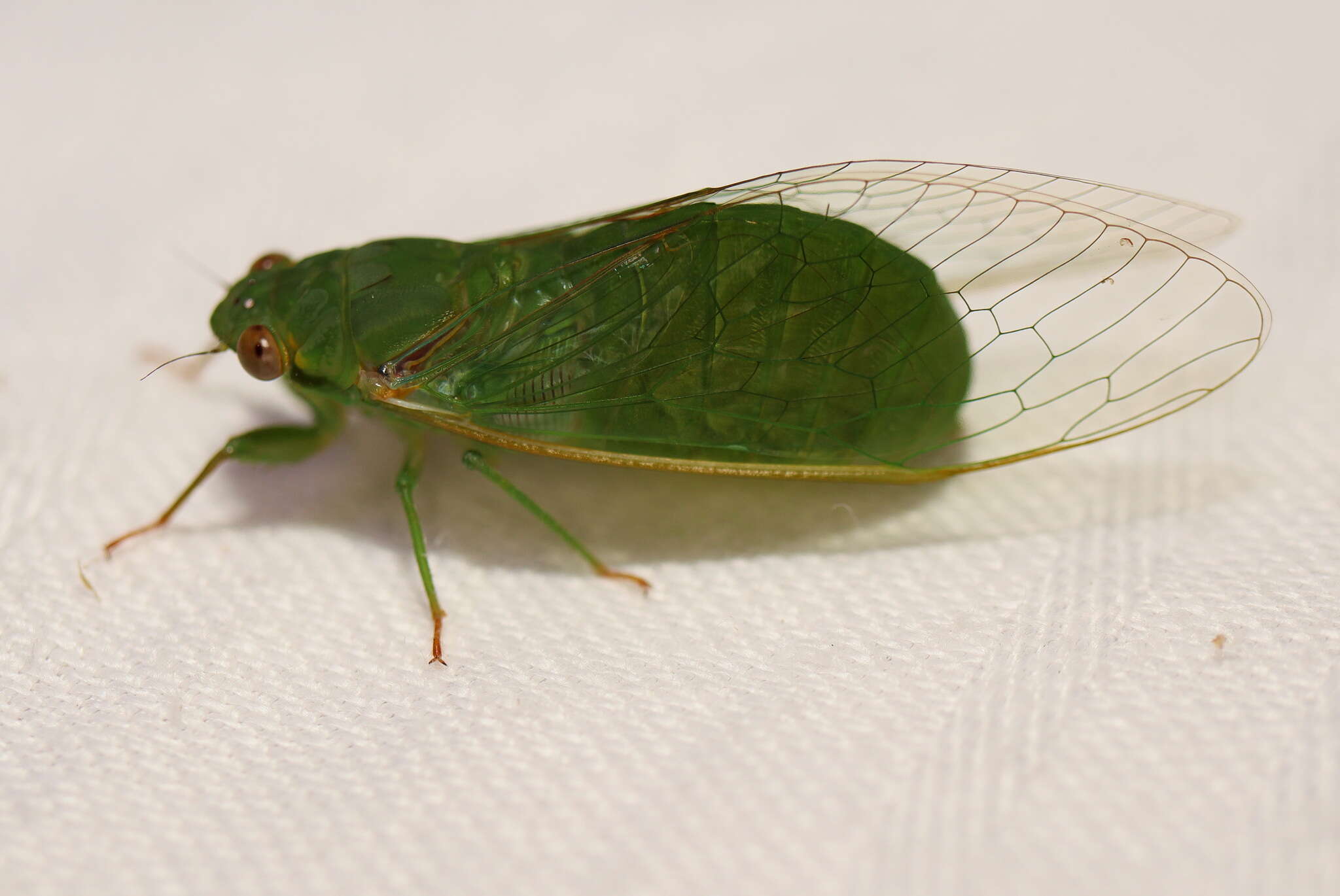 Sivun Chlorocysta vitripennis (Westwood 1851) kuva