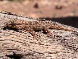 Image of Tarentola ephippiata hoggarensis Werner 1937